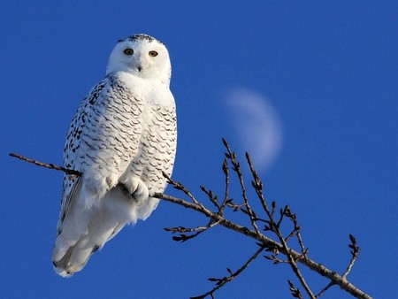 White Owl - owl, white, picture, cool