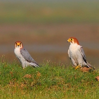 Birds on Ground