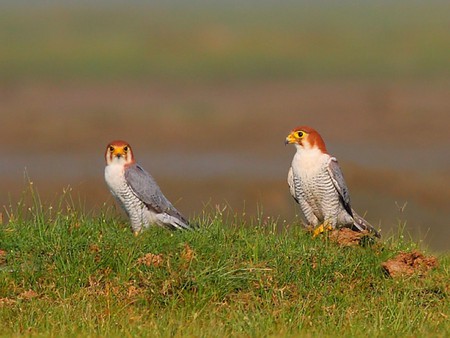 Birds on Ground - on ground, cool, birds, picture