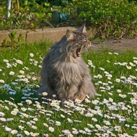 Cat in garden