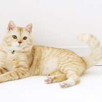 Resting cat
