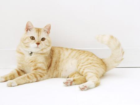 Resting cat - sweet, cat, white, kitten