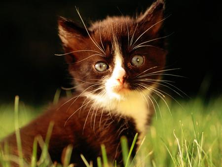 Sweet look - kitten, look, grass, sweet, cat