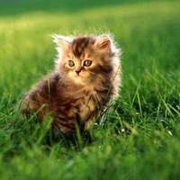 Forest cat