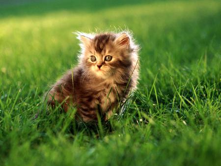 Forest cat - kitten, field, cat, green, grass