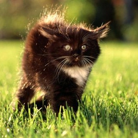 Cat on field
