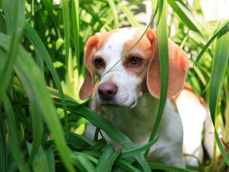 Puppy on fields