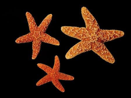 Starfishs - starfish, animal, ocean, black