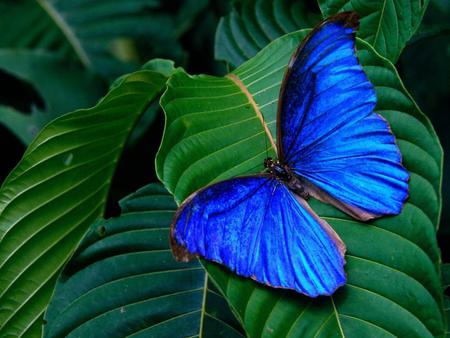 Blue butterfly on leaf - butterfly, forest, blue, green