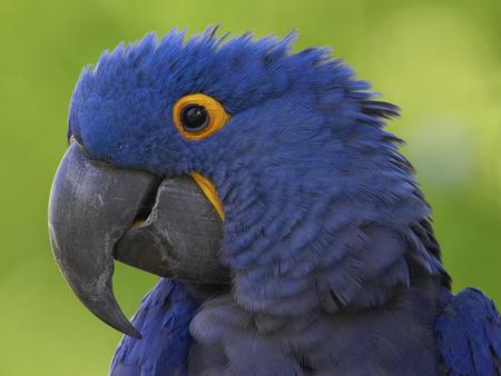 Sweet blue parrot - animal, bird, parrot, nature, blue