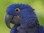 Sweet blue parrot