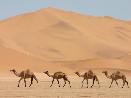 Camels - camel, animal, desert, san, walk