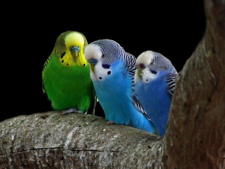 Sweet parrots - bird, parrot, trio, blue