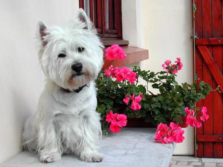 Waiting for you!!!!! - white, west highland white terrier, flower, puppy, westie, wait, dog