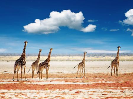 Giraffes - cloud, animal, sand, giraffe