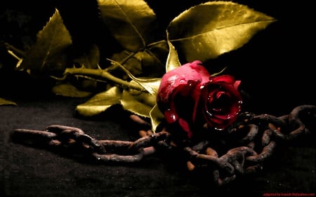 rose - rose, flower, red, gold