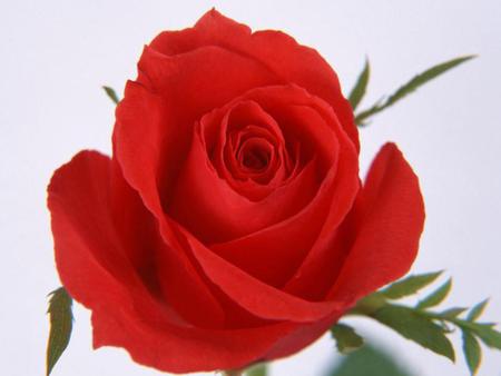 Red rose - red, flower, rose, petal