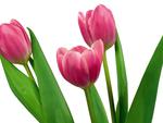 Pink tulips