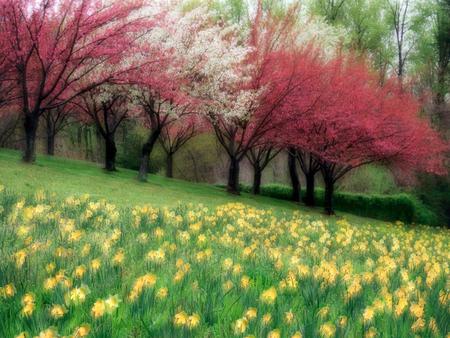 3 d flield wallpaper - grass, field, 3d, flower, tree