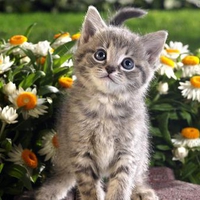 Sweet tabby among flowers