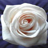 Stunning white rose (WDS)