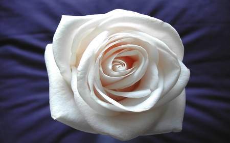 Stunning white rose (WDS)