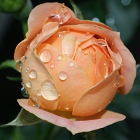 Wet Rose (WDS)