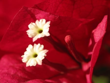 Flowers-emoticons - flowers, nature, red, 3d, color, love