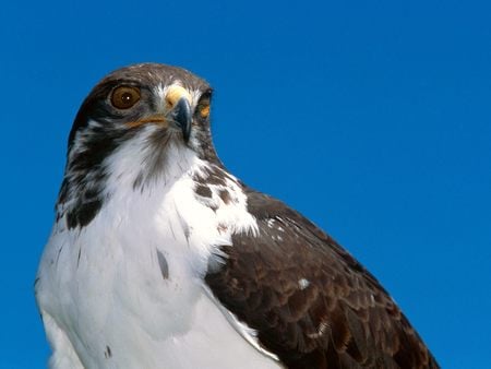 Osprey (Pandion haliaetus)