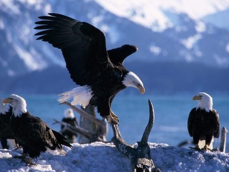 Eagels at a Lake - nature, ospray, eagels, lake, american eagel