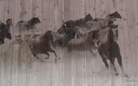 Pack of Horses - horses, abstract, widescreen, barn