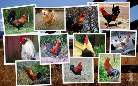 Lotsa Roosters - widescreen, chickens, roosters, collage, country, farm, rural