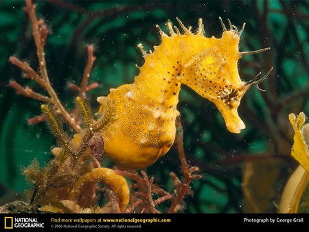 Yellow Seahorse - ocean, seahorse, horse, animals