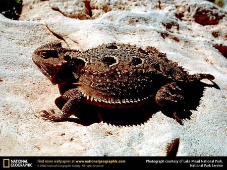 Short Horned Lizard - reptiles, animals, horny toad