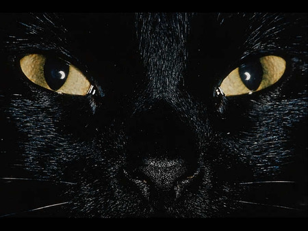 Cat's Eyes - cats, animals, feline