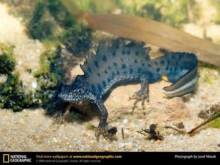 Warty Newt - newt, amphibians, animals