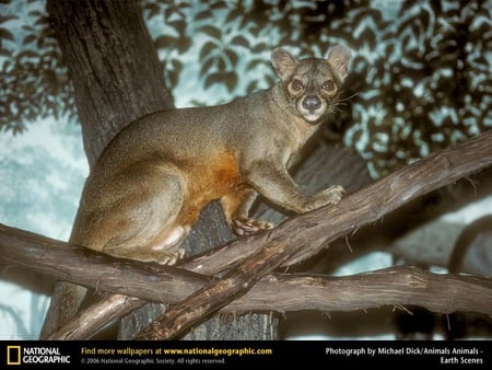 Fossa - largest of the mongoose family