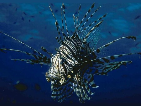 Lionfish - fish, animals