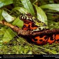 Oriental Fire - Bellied Toads