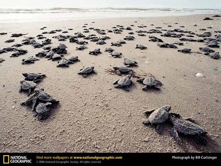 Kemps Ridley Sea Turtles