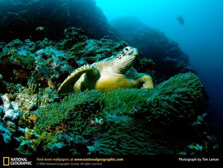 Green Sea Turtles - turtles, animals, reptiles