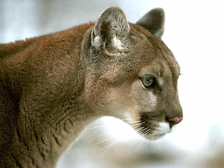 Mountain Lion - puma, cougar, cats, animals