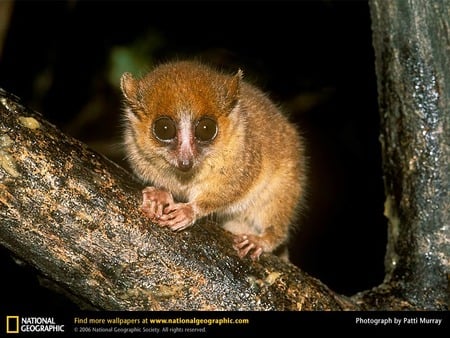 Mouse Lemur - lemur, animals