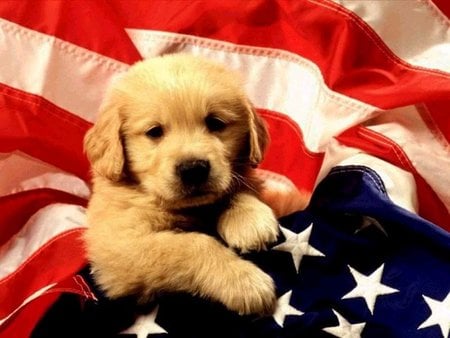 I was born in the U S A! - dogs, animals