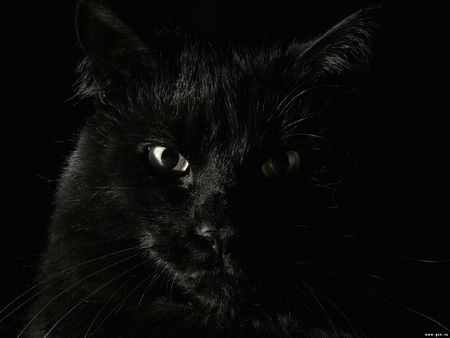 Black Cat - black, cat, animals, cats