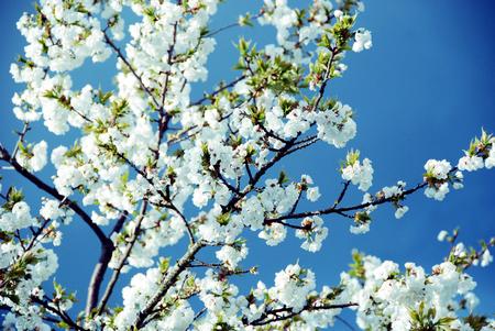 April Flowers - flowers, pretty, white, nature, photography, april, spring