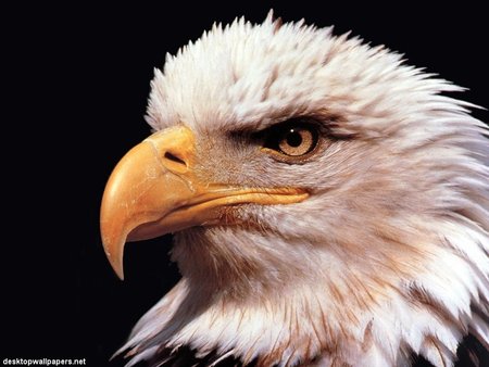 bald eagle - nature, mz, eagles