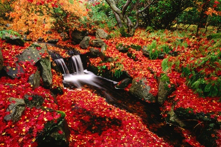 red leaves - red leaves-