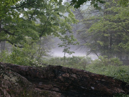 Nature Park Bayuvarian Forest - morning, fog, forest, morning fog