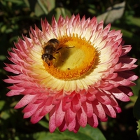 bee-on flower